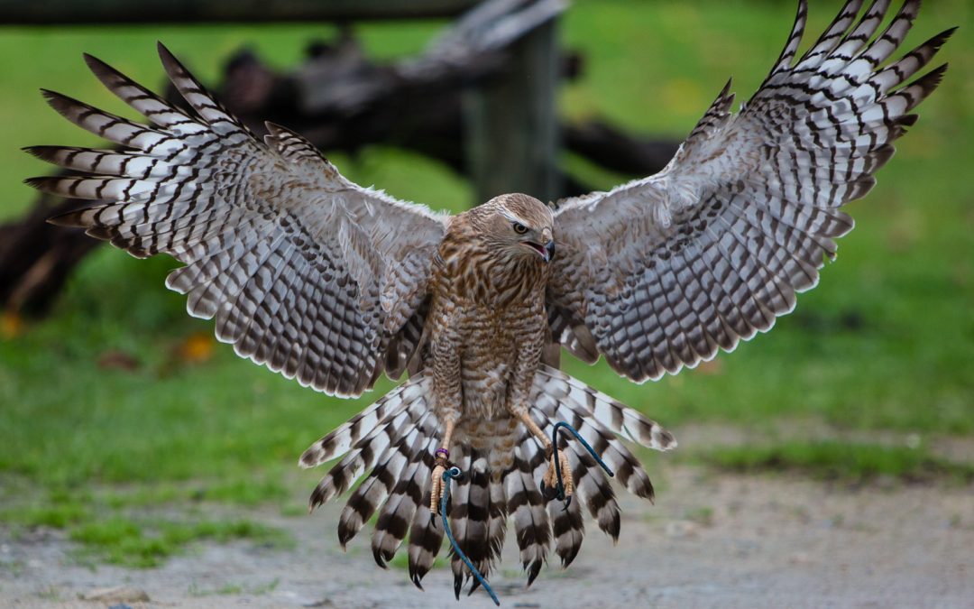 Photographing birds in flight